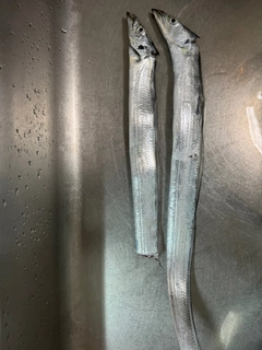 タチウオの釣果