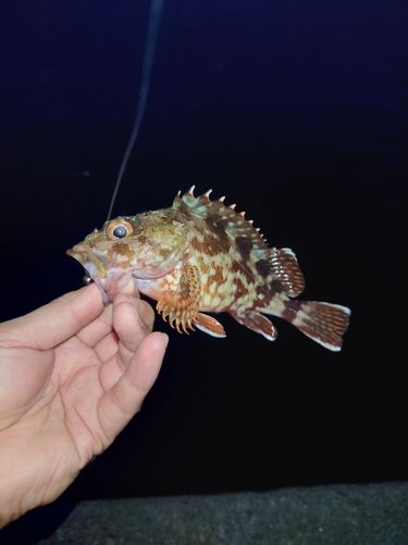 カサゴの釣果