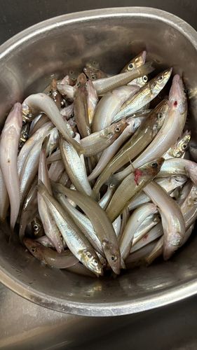 キスの釣果