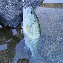 ブラックバス