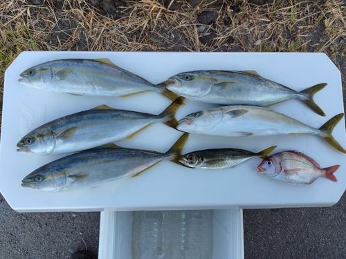 ワカシの釣果