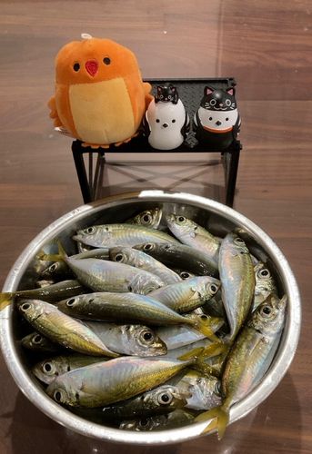 アジの釣果