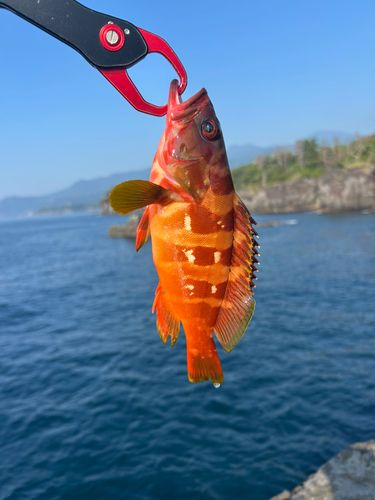 アカハタの釣果