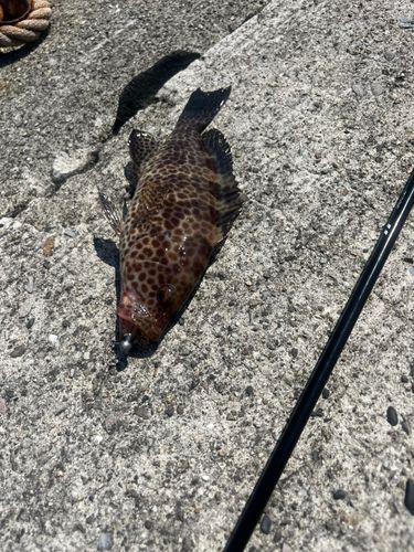 オオモンハタの釣果