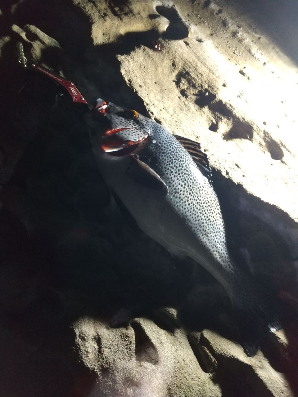 アジアコショウダイ