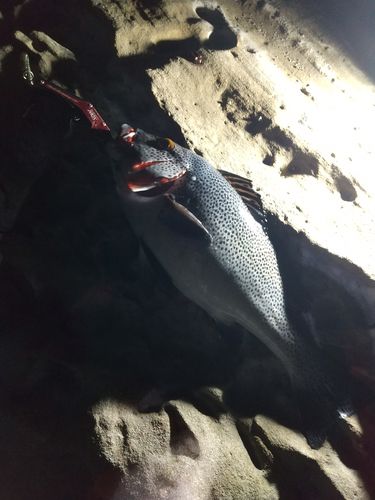竜串漁港