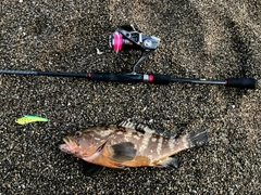 キジハタの釣果