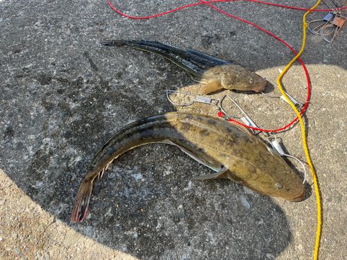 マゴチの釣果