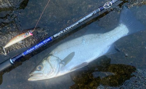 ヒラスズキの釣果