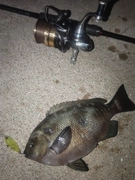 メジナの釣果