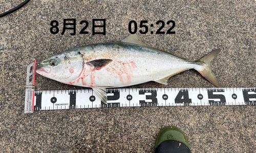 イナダの釣果