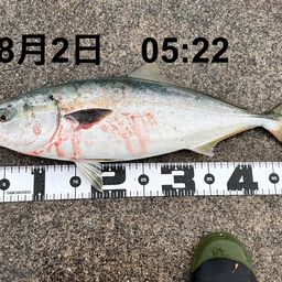 イナダ