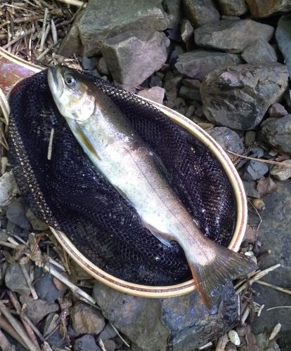 アマゴの釣果