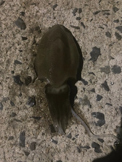 コウイカの釣果