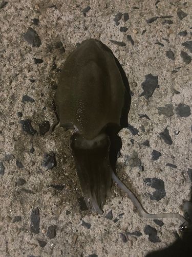 泊漁港