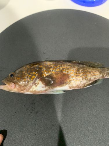 キジハタの釣果