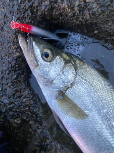 ヒラスズキの釣果