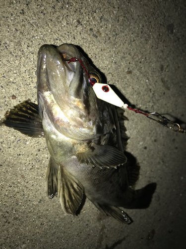 クロソイの釣果