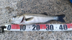 セイゴ（ヒラスズキ）の釣果