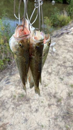 ブラックバスの釣果