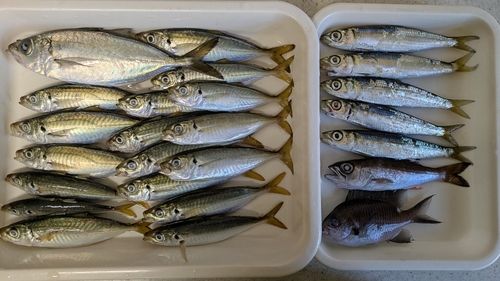 アジの釣果