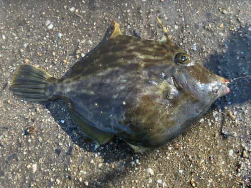 カワハギの釣果