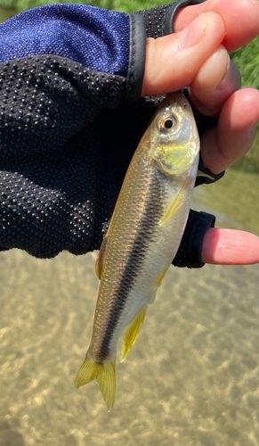 カワムツの釣果