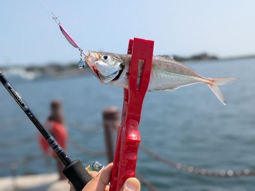 マアジの釣果