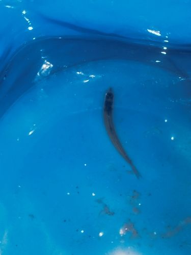 カタクチイワシの釣果