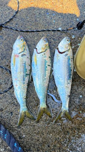 コノシロの釣果