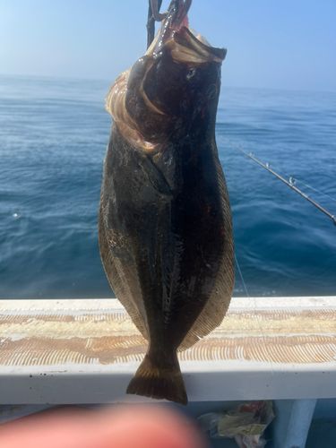 ヒラメの釣果