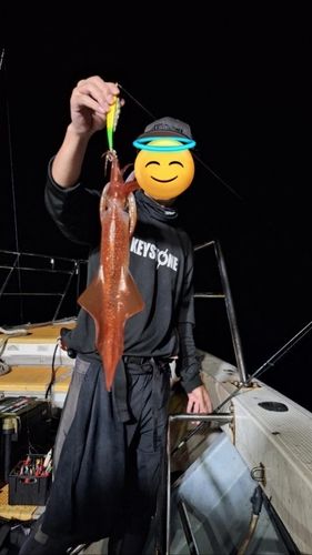 ケンサキイカの釣果