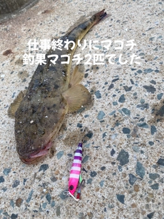 マゴチの釣果