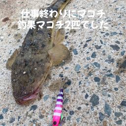 マゴチ