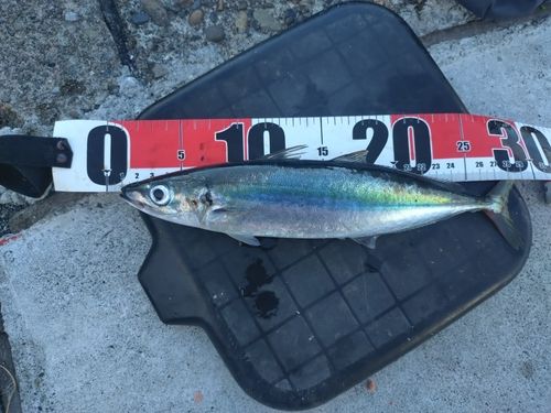ムロアジの釣果