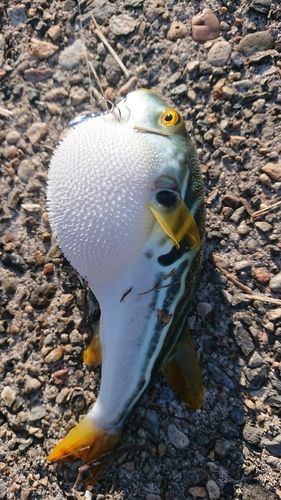 シマフグの釣果