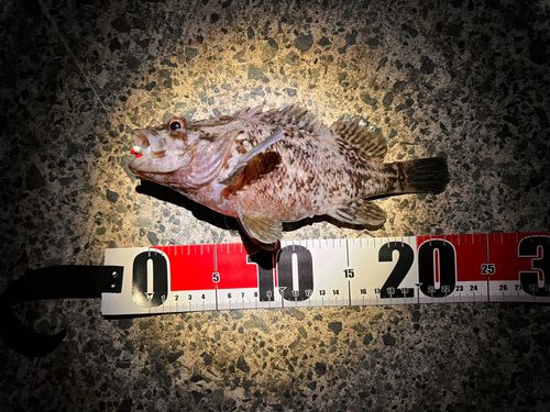 ソイの釣果