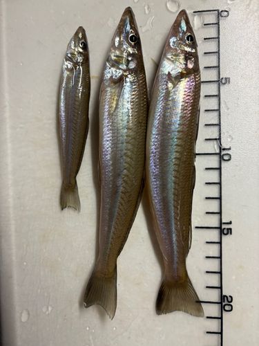 シロギスの釣果