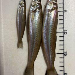 シロギス