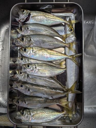 アジの釣果