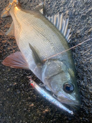 ヒラスズキの釣果