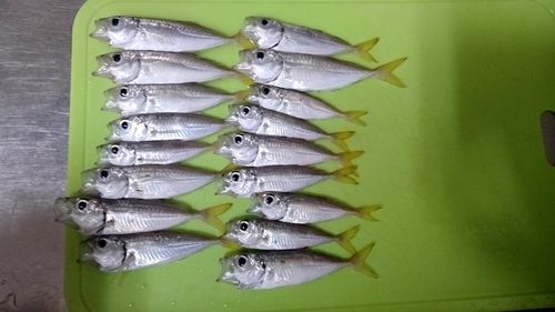 アジの釣果