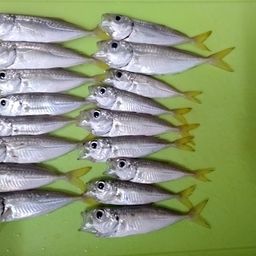 アジ