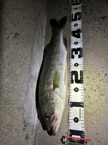 シーバスの釣果