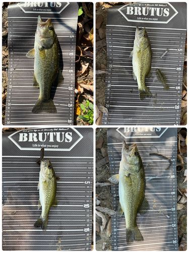 ブラックバスの釣果