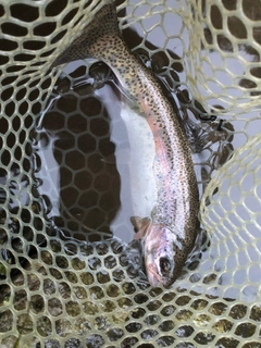 ニジマスの釣果
