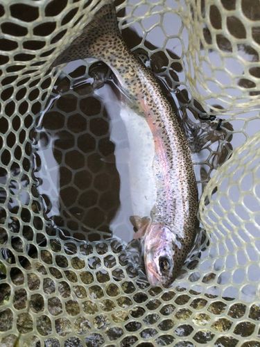 ニジマスの釣果