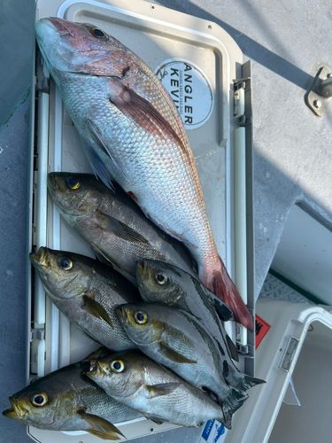 イサキの釣果