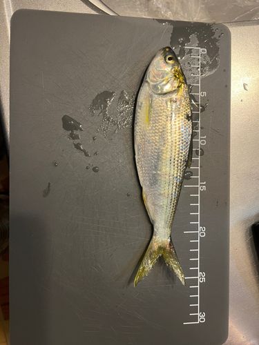 コノシロの釣果