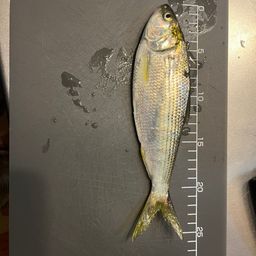 コノシロ